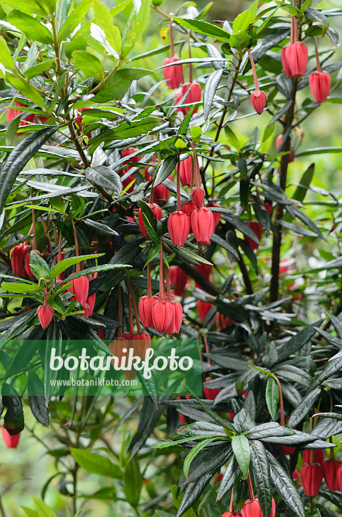 533531 - Chilean lantern tree (Crinodendron hookerianum)