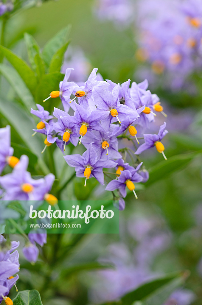 533471 - Chilean nightshade (Solanum crispum 'Glasnevin')