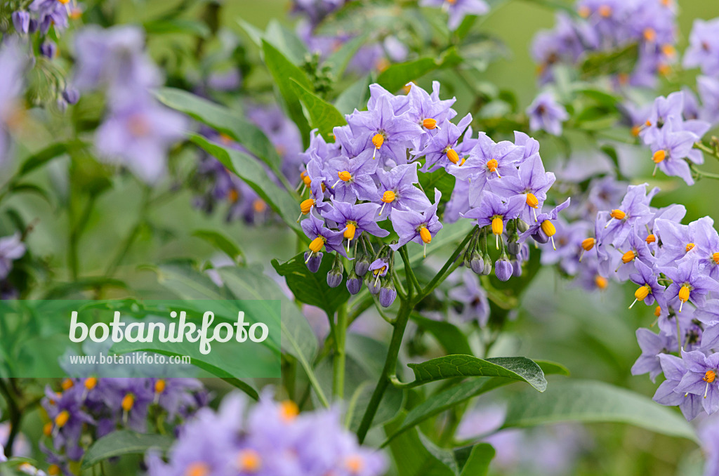 533472 - Chilean nightshade (Solanum crispum 'Glasnevin')