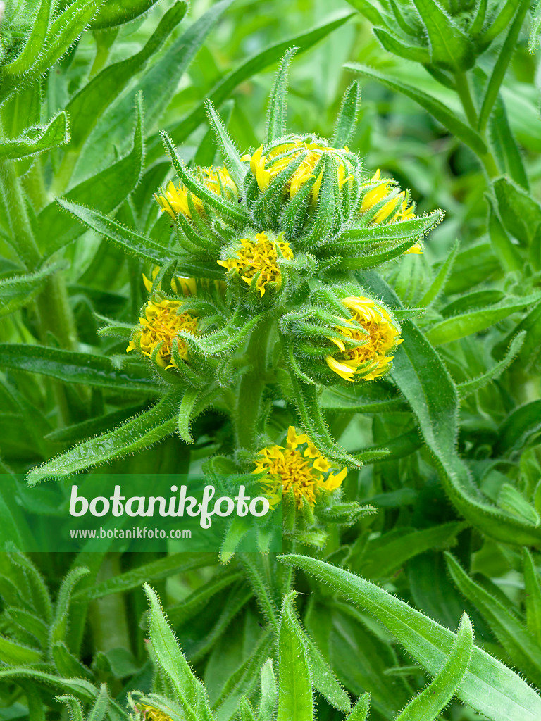 450001 - Chilenian tarweed (Madia sativa)