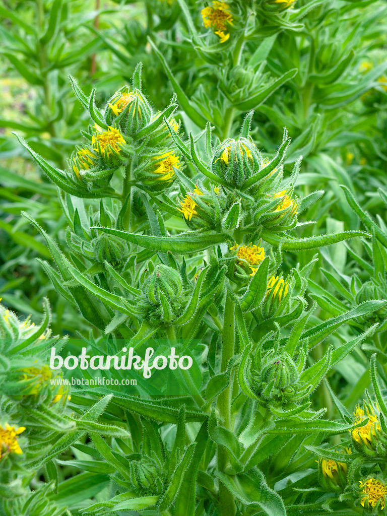 450002 - Chilenian tarweed (Madia sativa)