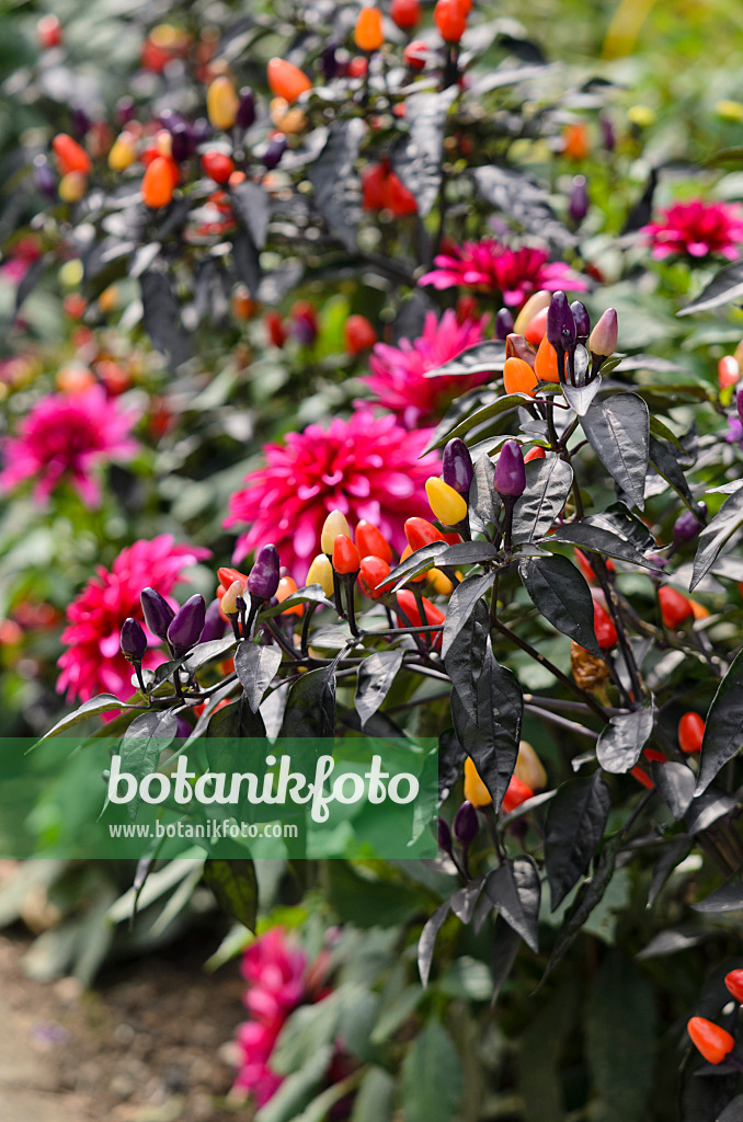 572064 - Chili peppers (Capsicum) and dahlias (Dahlia)