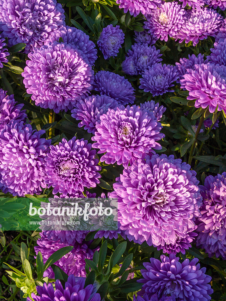 404061 - China aster (Callistephus chinensis 'Esmeralda')