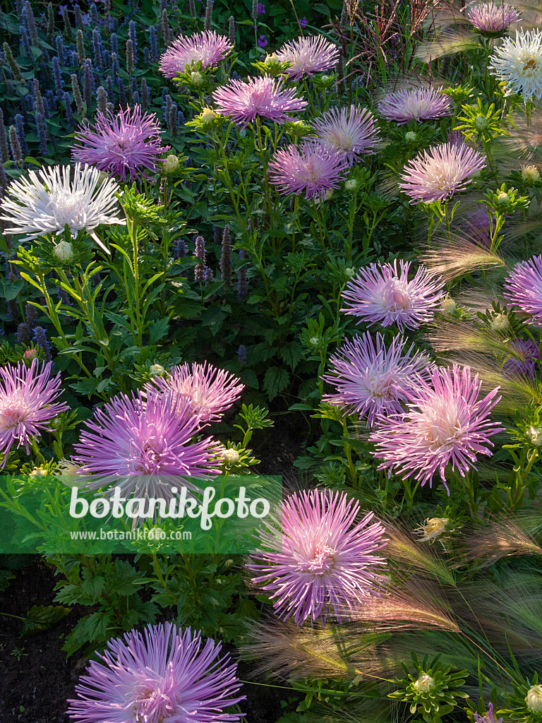 404059 - China aster (Callistephus chinensis 'Tristan')