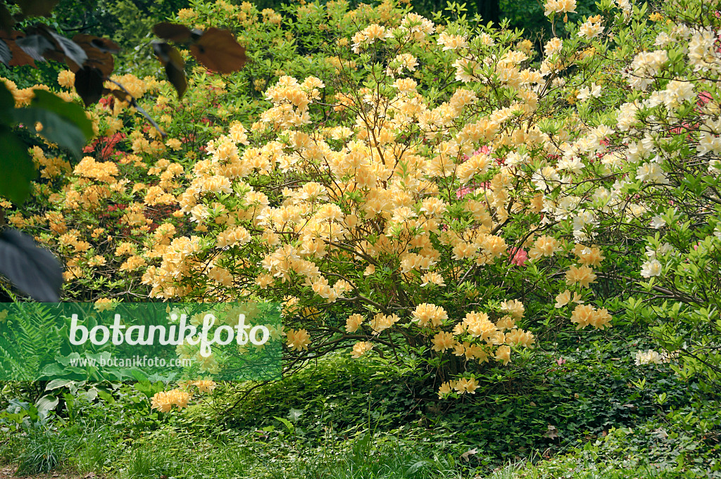 517229 - Chinese azalea (Rhododendron mollis x sinensis)