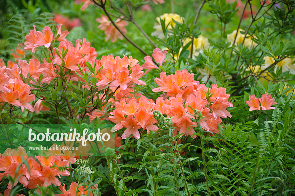 517230 - Chinese azalea (Rhododendron mollis x sinensis)