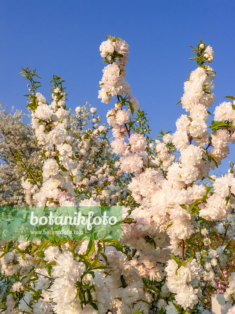 412051 - Chinese bush berry (Prunus glandulosa 'Alboplena')