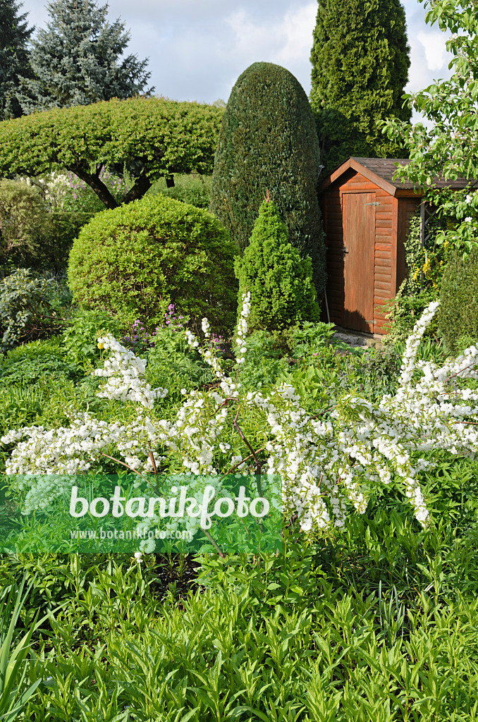 520144 - Chinese bush berry (Prunus glandulosa 'Alboplena') in a perennial garden