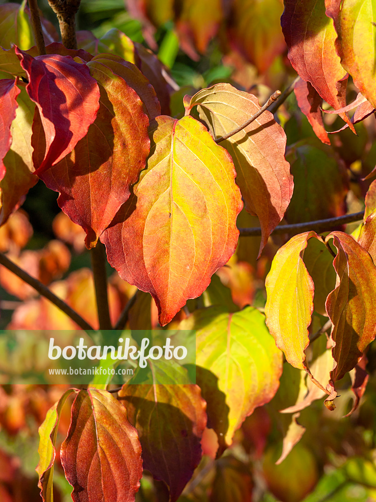 430143 - Chinese dogwood (Cornus kousa var. chinensis)