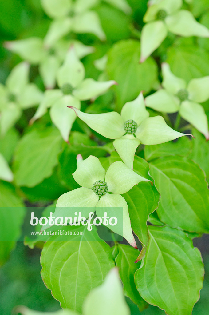 472144 - Chinese dogwood (Cornus kousa var. chinensis)