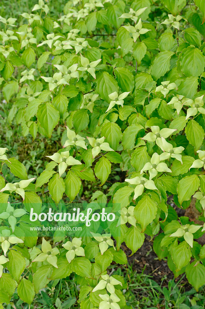 472146 - Chinese dogwood (Cornus kousa var. chinensis)