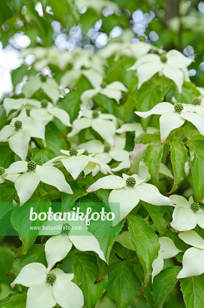 472287 - Chinese dogwood (Cornus kousa var. chinensis)