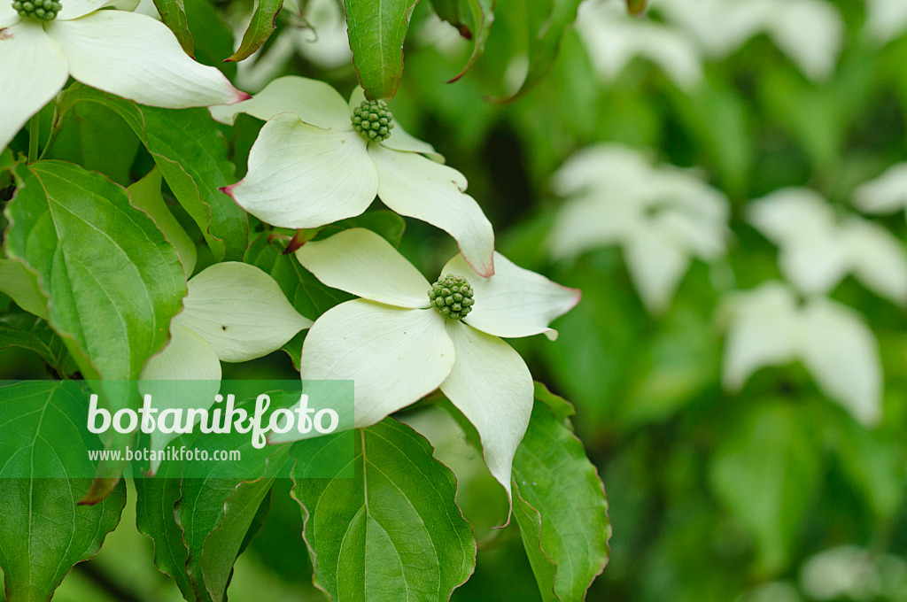 472288 - Chinese dogwood (Cornus kousa var. chinensis)