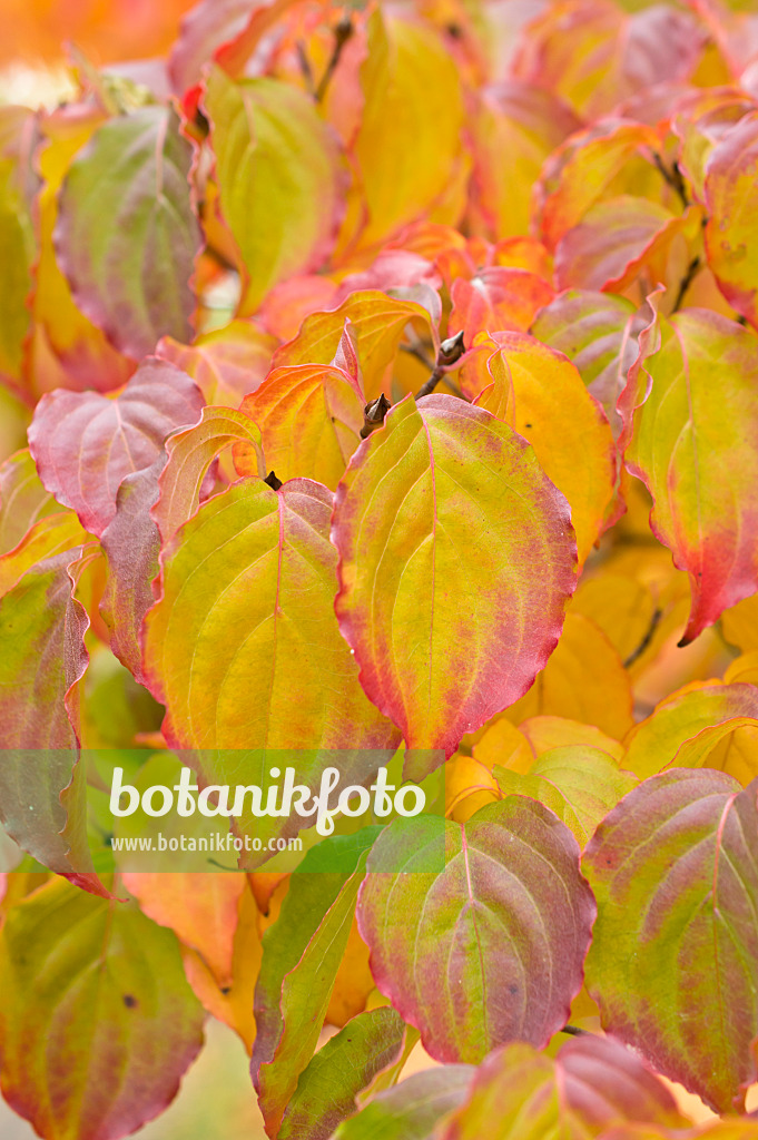 513124 - Chinese dogwood (Cornus kousa var. chinensis)