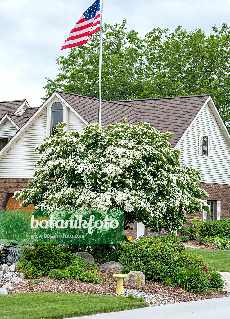 607033 - Chinese dogwood (Cornus kousa var. chinensis)