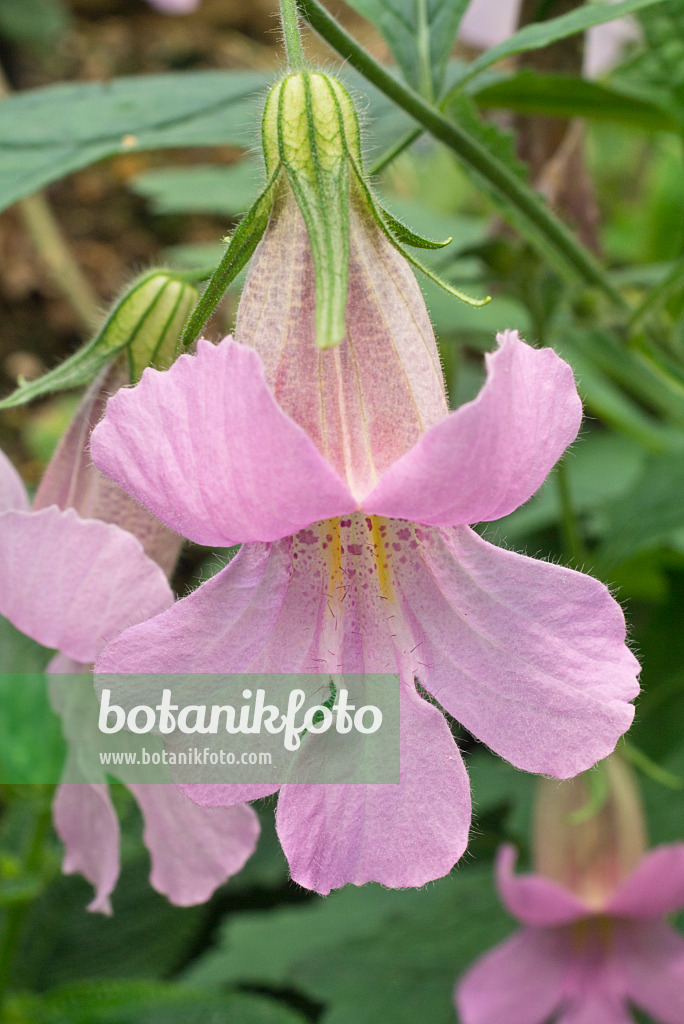 608051 - Chinese foxglove (Rehmannia piasezkii)