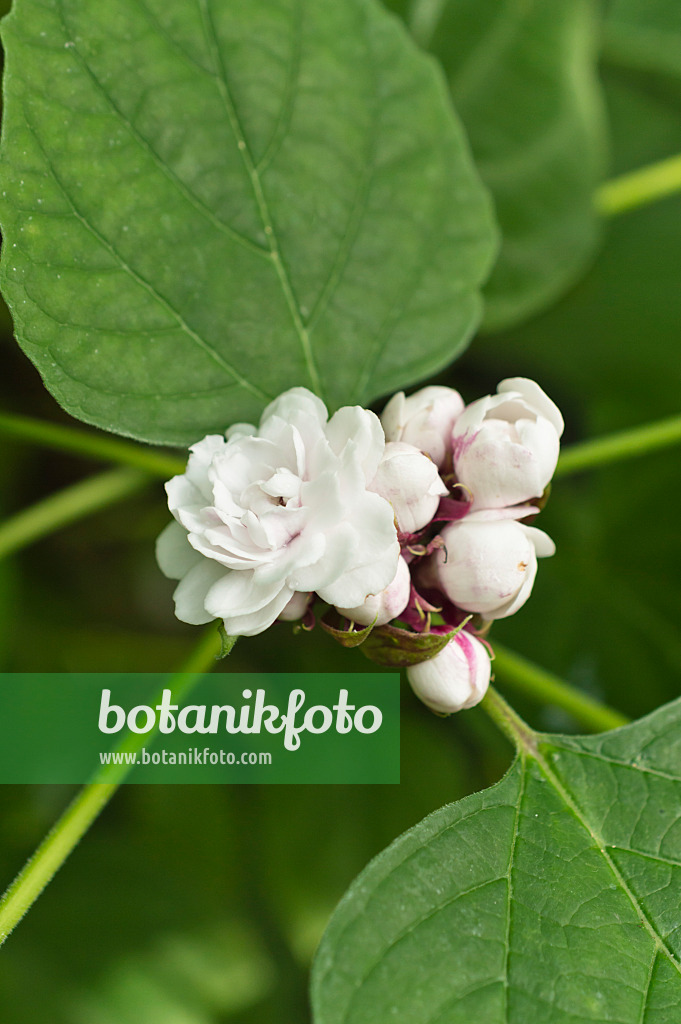 512034 - Chinese glory bower (Clerodendrum chinense 'Plenum' syn. Clerodendron chinense 'Plenum')