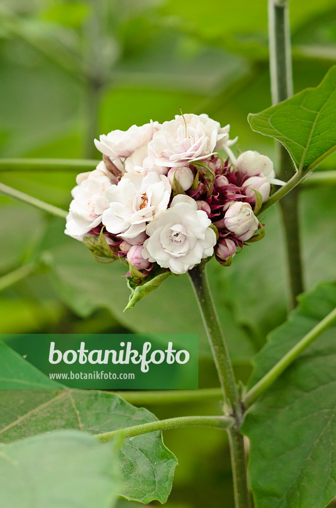 533590 - Chinese glory bower (Clerodendrum philippinum)