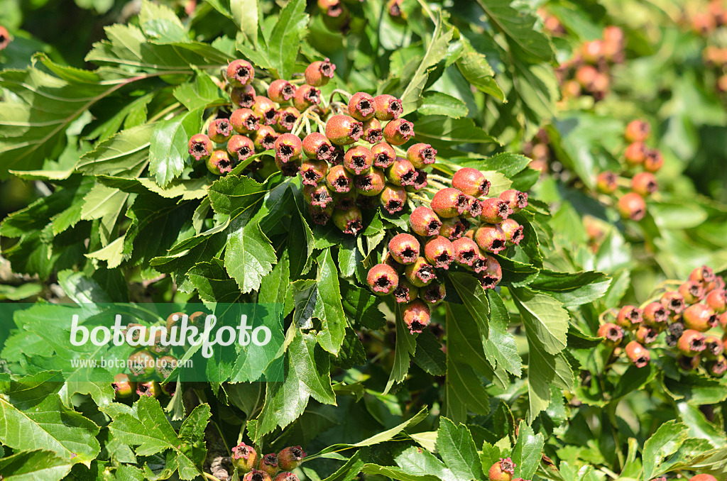 547372 - Chinese hawthorn (Crataegus pinnatifida var. major)