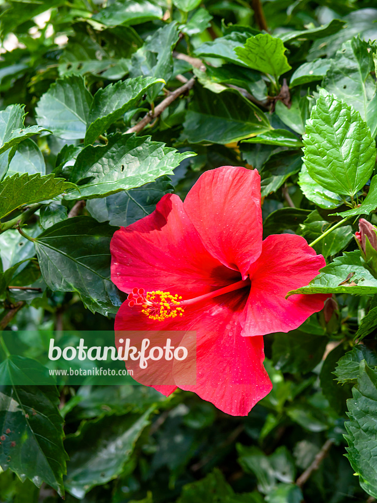 434291 - Chinese hibiscus (Hibiscus rosa-sinensis)