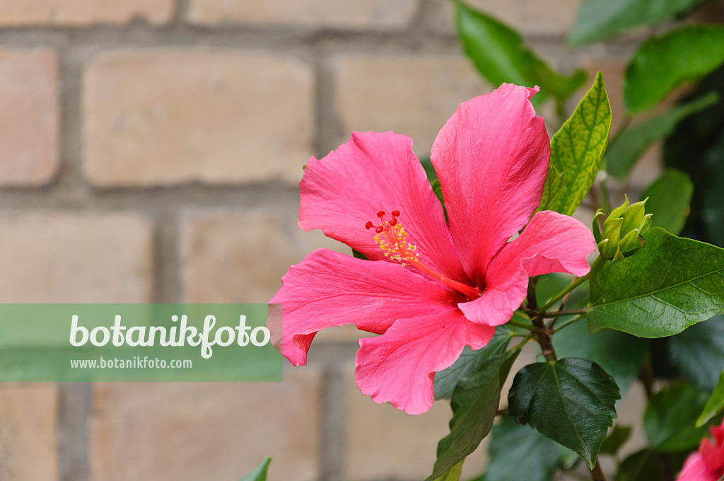 473251 - Chinese hibiscus (Hibiscus rosa-sinensis)