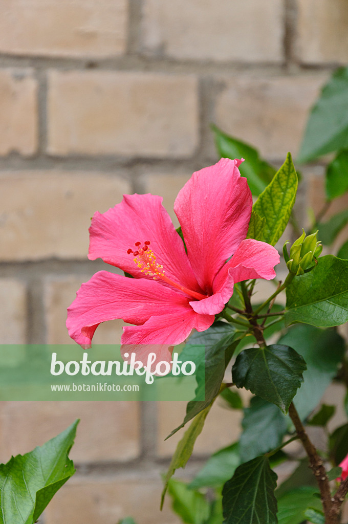 473252 - Chinese hibiscus (Hibiscus rosa-sinensis)