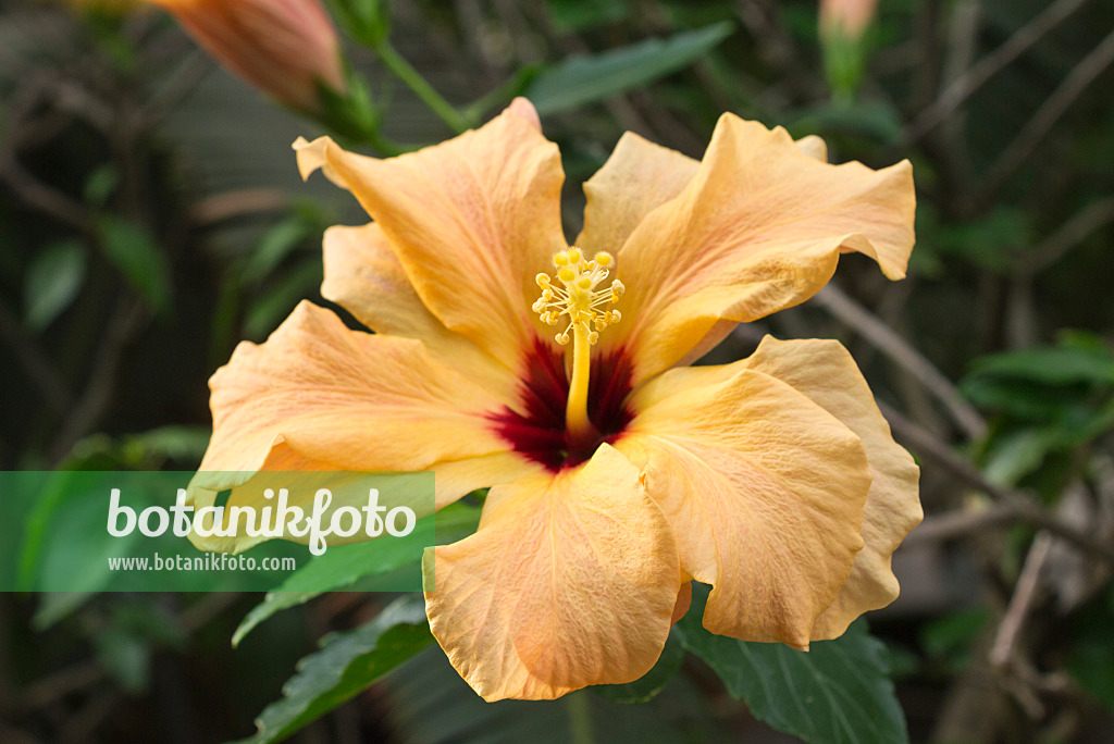 551012 - Chinese hibiscus (Hibiscus rosa-sinensis)