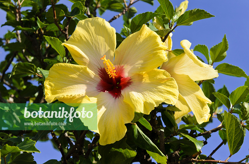 571010 - Chinese hibiscus (Hibiscus rosa-sinensis)