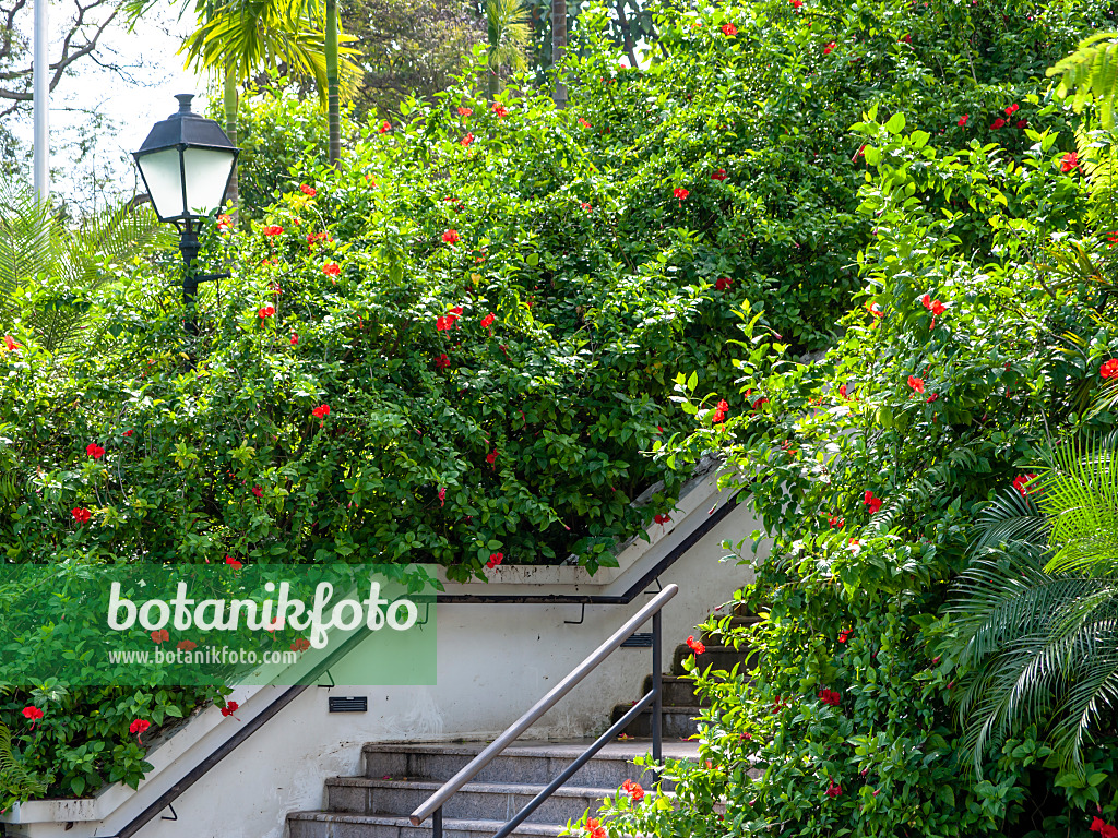 434164 - Chinese hibiscus (Hibiscus rosa-sinensis), Fort Canning Park, Singapore