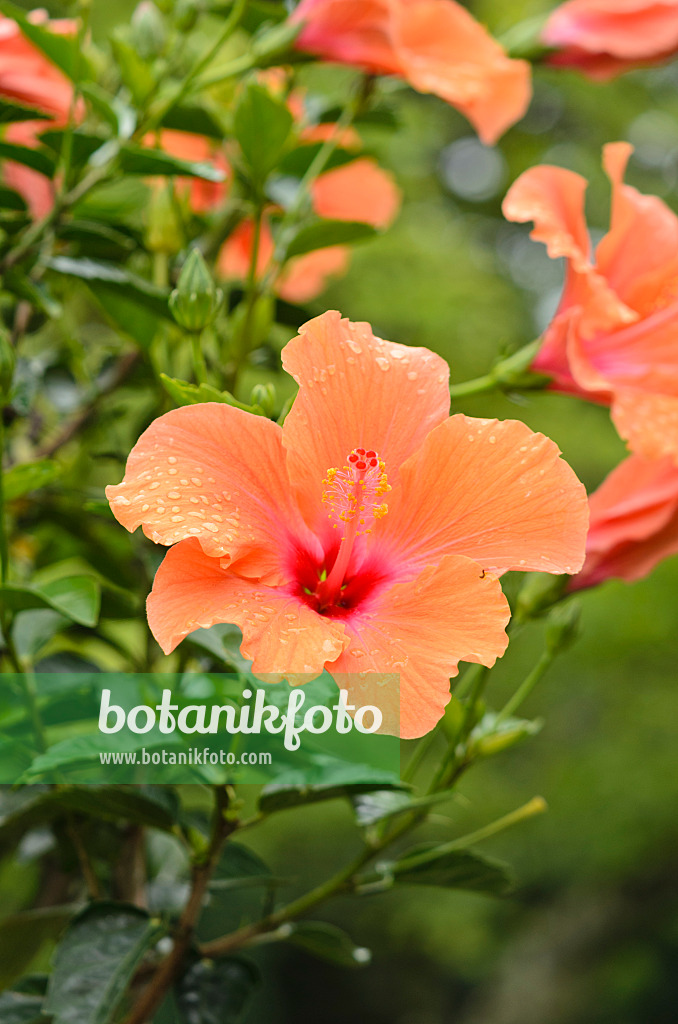 535127 - Chinese hibiscus (Hibiscus rosa-sinensis 'Ischia')