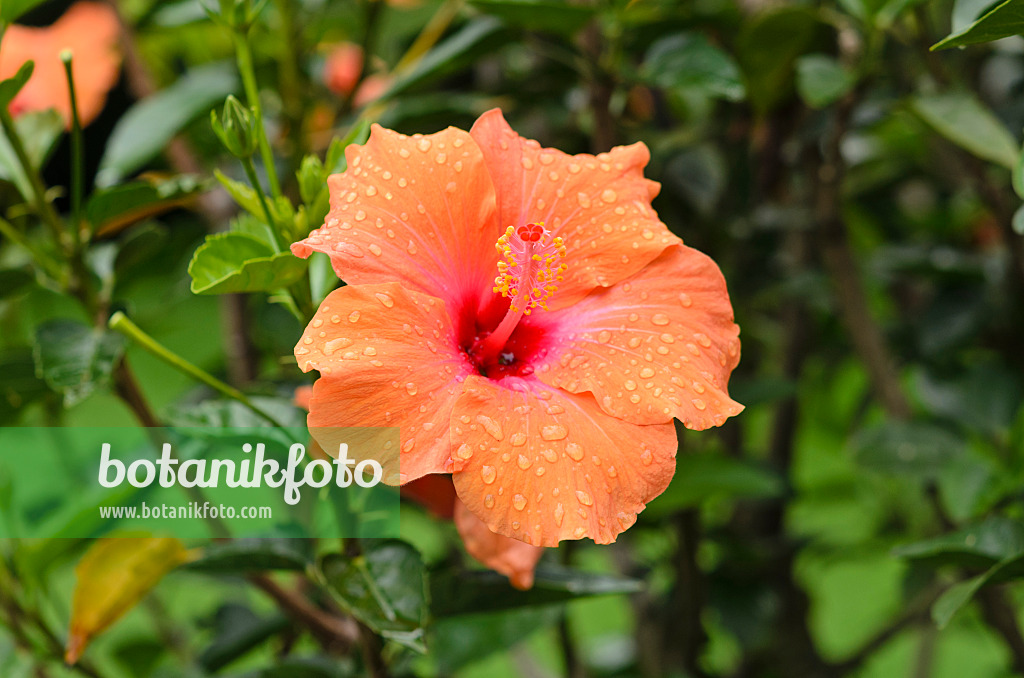 535128 - Chinese hibiscus (Hibiscus rosa-sinensis 'Ischia')