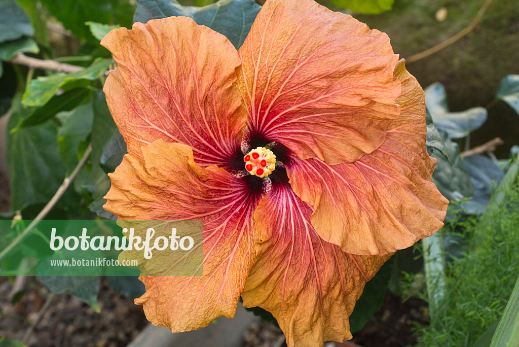 608011 - Chinese hibiscus (Hibiscus rosa-sinensis 'Tahitian Gabonaise')