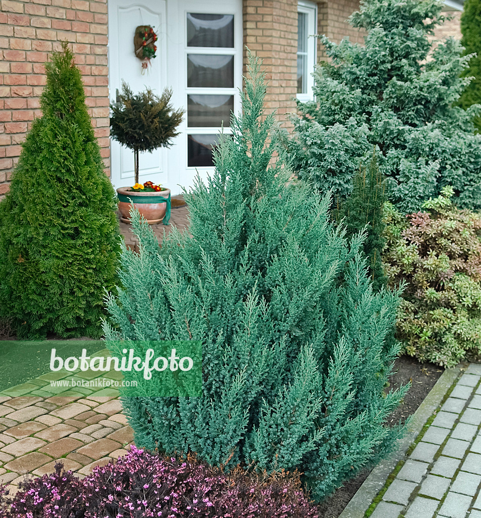 490084 - Chinese juniper (Juniperus chinensis 'Stricta')