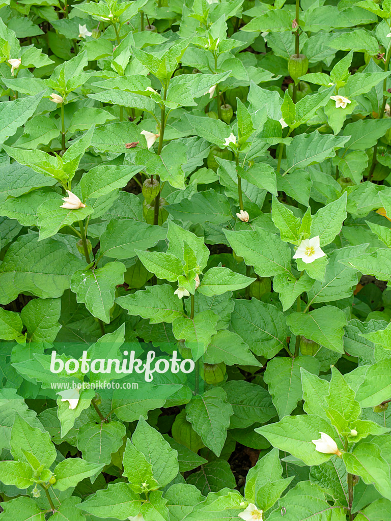 427020 - Chinese lantern (Physalis alkekengi)