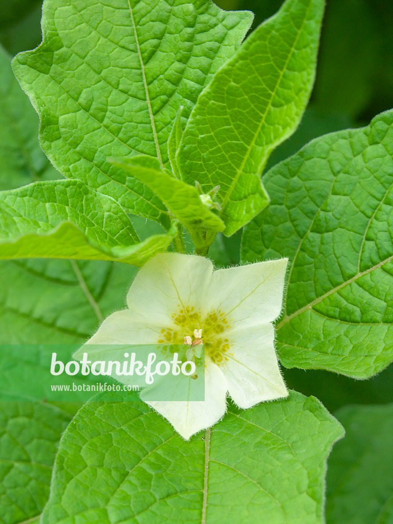 427021 - Chinese lantern (Physalis alkekengi)