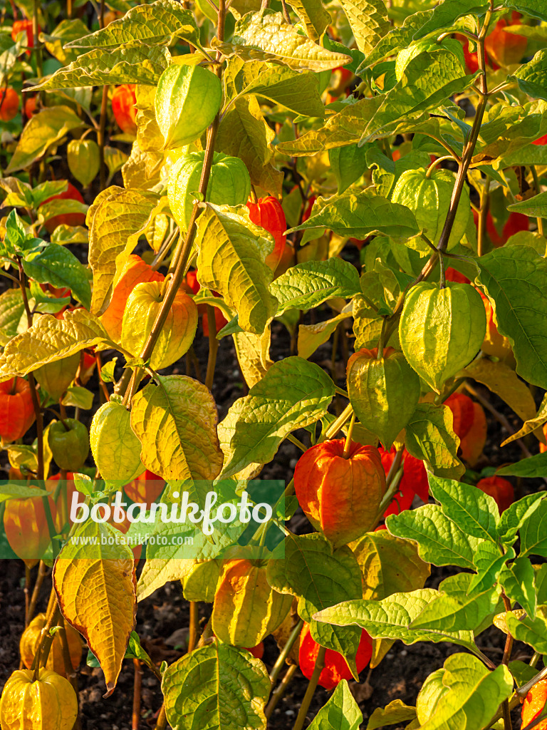 429060 - Chinese lantern (Physalis alkekengi)