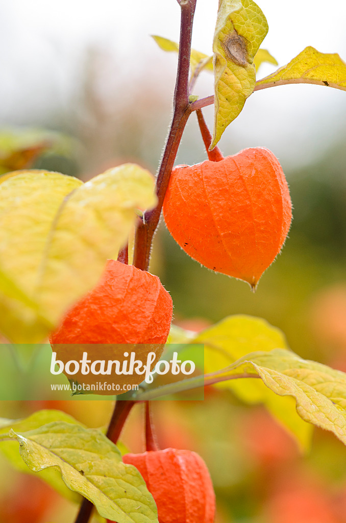 525182 - Chinese lantern (Physalis alkekengi)