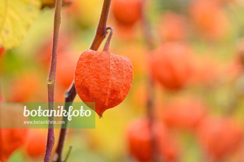 525183 - Chinese lantern (Physalis alkekengi)