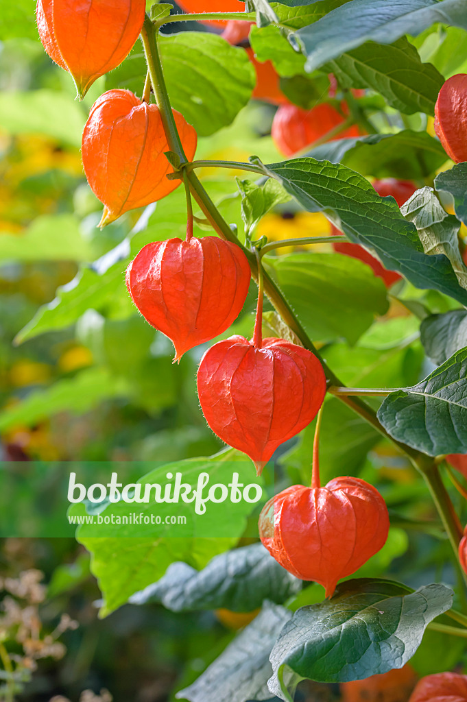 593155 - Chinese lantern (Physalis alkekengi var. franchetii)