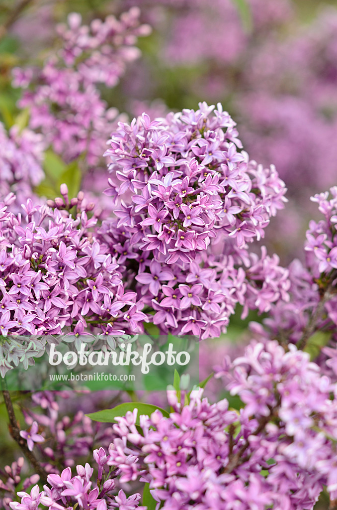 531197 - Chinese lilac (Syringa x chinensis 'Saugeana')