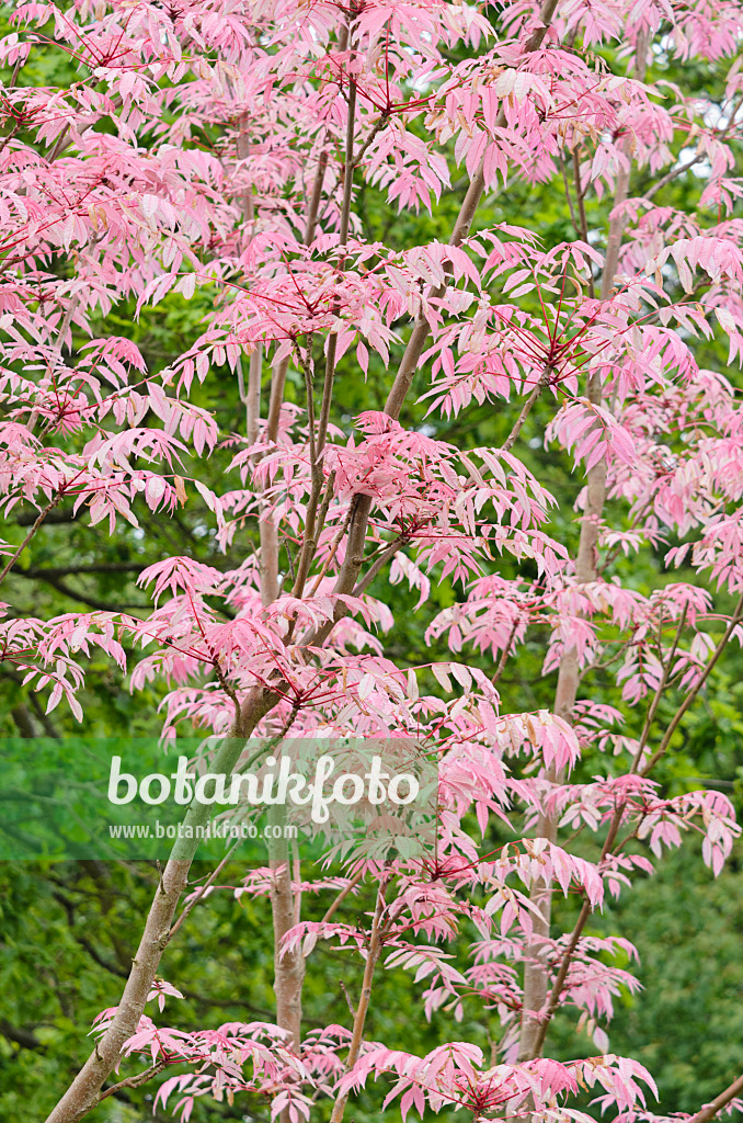 533354 - Chinese mahogany (Toona sinensis 'Flamingo')