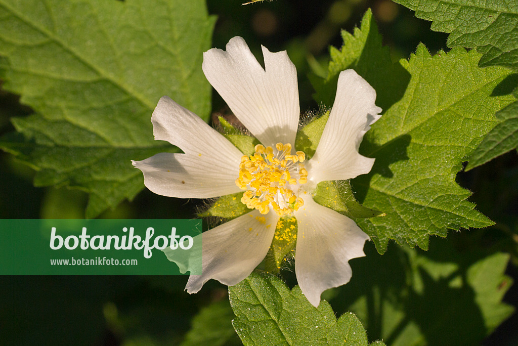 573094 - Chinese mallow (Malva verticillata)