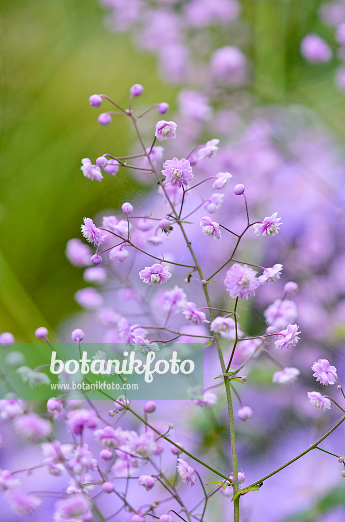 524178 - Chinese meadow rue (Thalictrum delavayi 'Hewitt's Double')