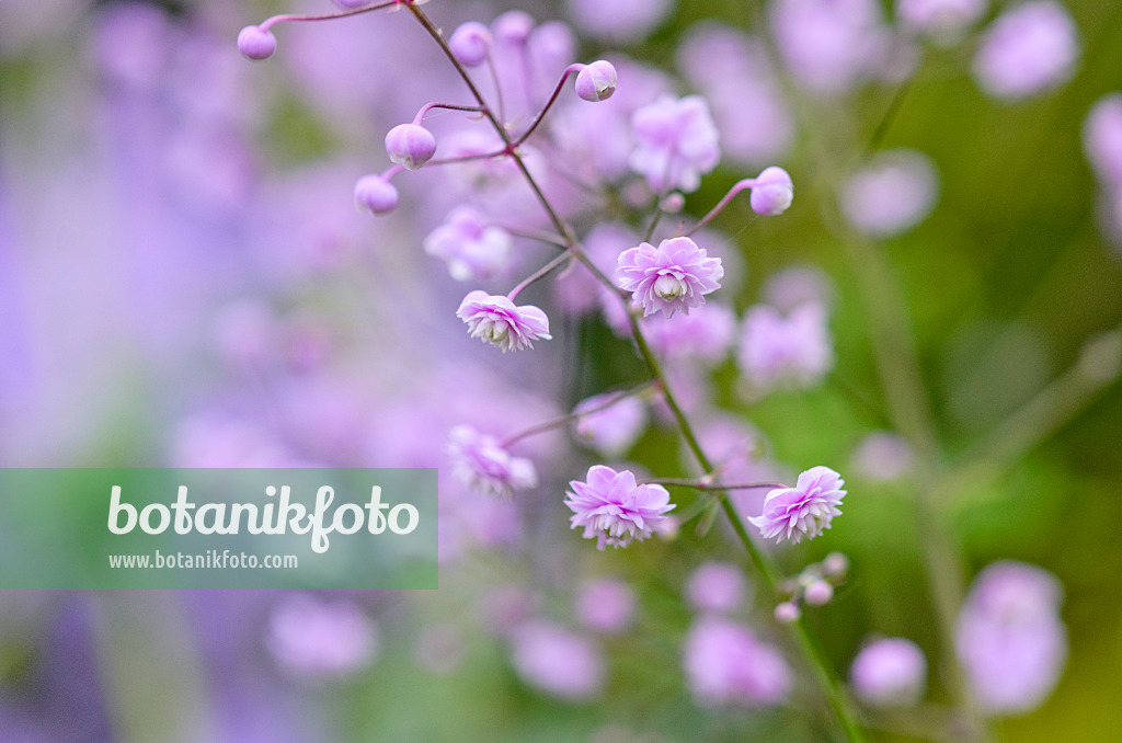 524179 - Chinese meadow rue (Thalictrum delavayi 'Hewitt's Double')