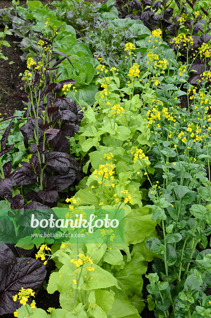 508146 - Chinese mustard (Brassica juncea)