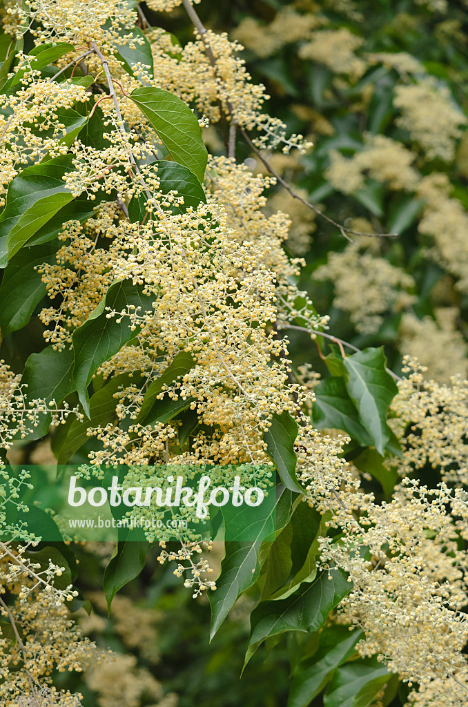 597031 - Chinese pearlbloom tree (Poliothyrsis sinensis)