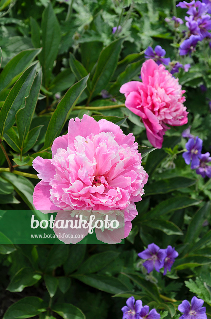 496370 - Chinese peony (Paeonia lactiflora 'Holbein')