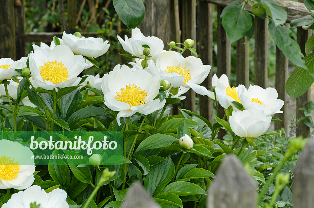 496375 - Chinese peony (Paeonia lactiflora 'Krinkled White')