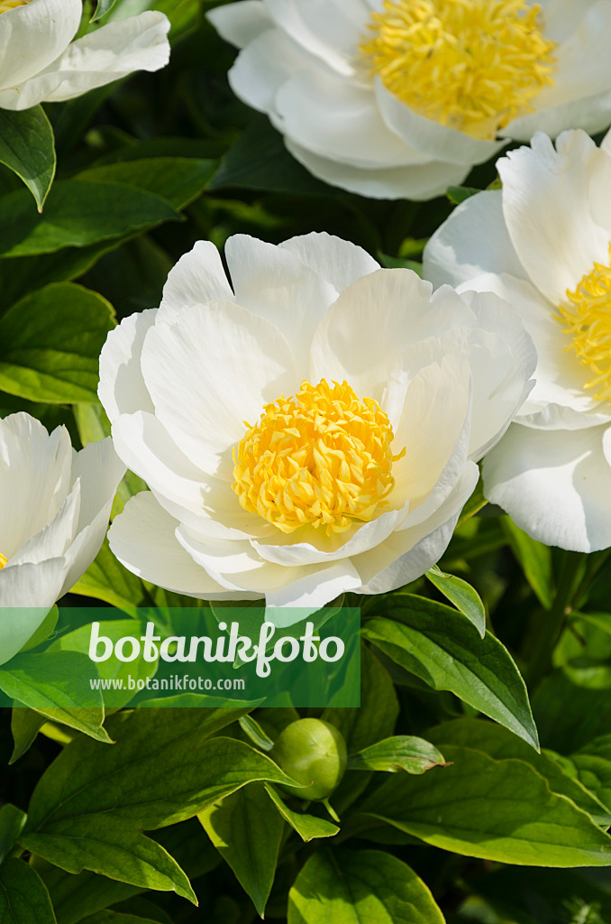 496399 - Chinese peony (Paeonia lactiflora 'Krinkled White')