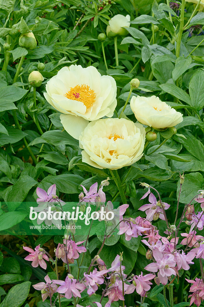 556061 - Chinese peony (Paeonia lactiflora 'Lemon Chiffon') and columbines (Aquilegia)